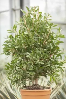 CALLISTEMON citrinus 'Splendens' - image 3