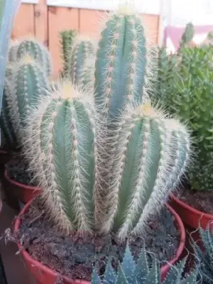 CACTUS mixed