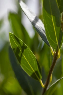 PHILLYREA angustifolia - image 1