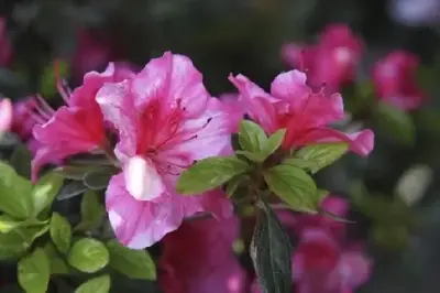 AZALEA 'Madame van Hecke' - image 2