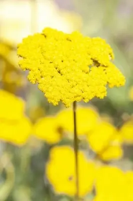 ACHILLEA 'Coronation Gold' - image 2