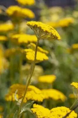 ACHILLEA 'Coronation Gold' - image 3