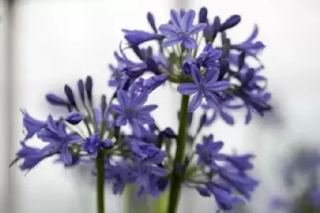 AGAPANTHUS 'Stephanie's Beauty' - image 2