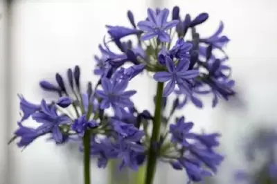 AGAPANTHUS 'Stephanie's Beauty' - image 2