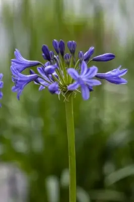 AGAPANTHUS 'Stephanie's Beauty' - image 3