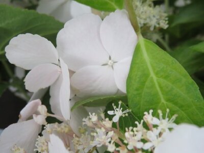 HYDRANGEA 'Runaway Bride' - image 2