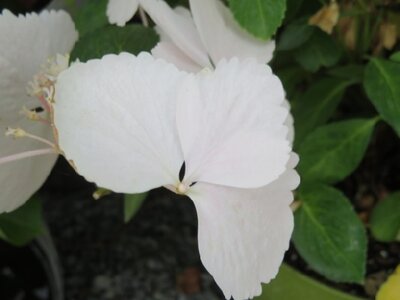 HYDRANGEA 'Runaway Bride' - image 3