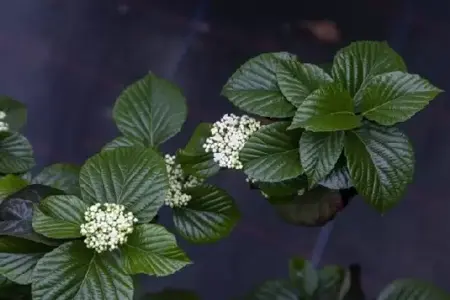 VIBURNUM 'Shiny Dancer' - image 4