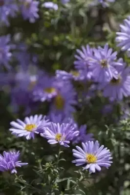 Symphyotrichum novi-belgii 'Lady in Blue'