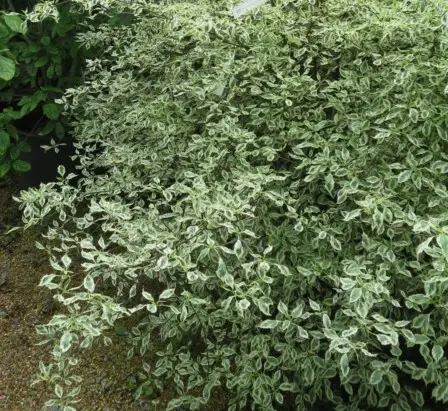 CORNUS alternifolia 'Argentea' - image 3