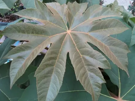 TETRAPANAX papyrifer 'Rex' - image 2