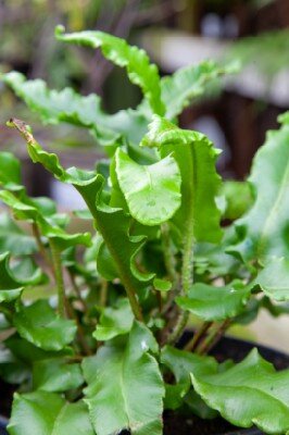 ASPLENIUM scolopendrium - image 3