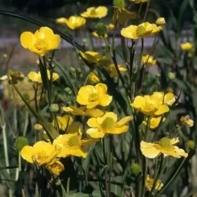 RANUNCULUS lingua 'Grandiflorus'