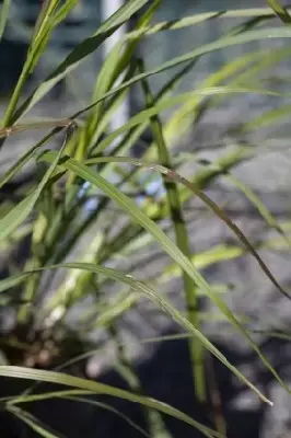 PENNISETUM alopecuroides 'Red Head' - image 2