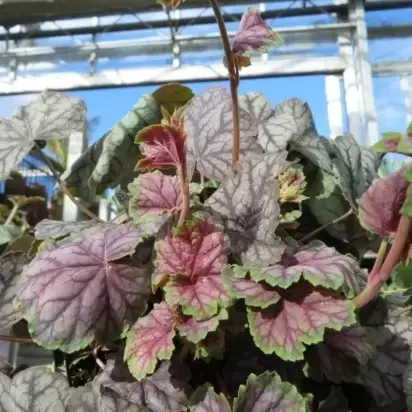 HEUCHERA 'Green Spice' - image 2
