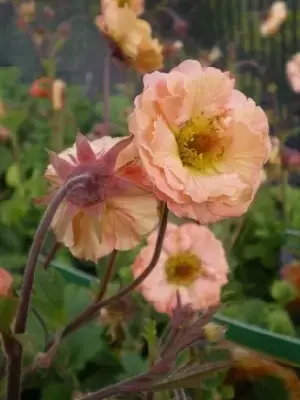 GEUM 'Mai Tai' - image 2