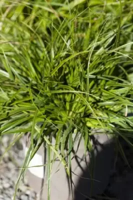 CAREX oshimensis 'Everlime' - image 2