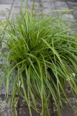 CAREX oshimensis 'Everlime' - image 3