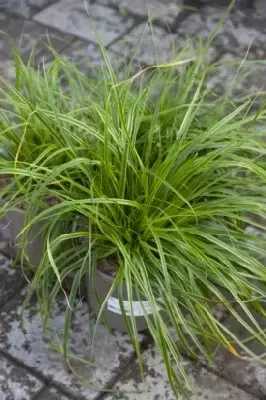 CAREX oshimensis 'Everlime' - image 4