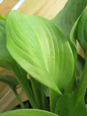 HOSTA 'Jurassic Park'