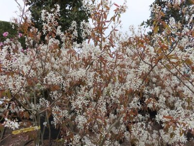 AMELANCHIER lamarckii - image 3