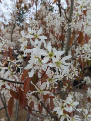 AMELANCHIER lamarckii - image 4
