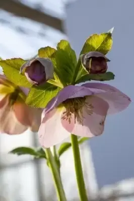 HELLEBORUS 'Magic Double Pink' - image 2