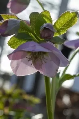 HELLEBORUS 'Magic Double Pink' - image 3