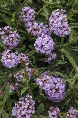 VERBENA bonariensis 'Meteor Shower' - image 6