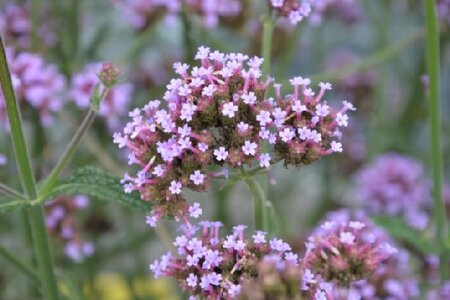 VERBENA bonariensis 'Meteor Shower' - image 2