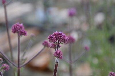 VERBENA bonariensis 'Meteor Shower' - image 3
