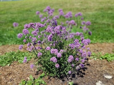 VERBENA bonariensis 'Meteor Shower' - image 4