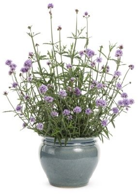 VERBENA bonariensis 'Meteor Shower' - image 5