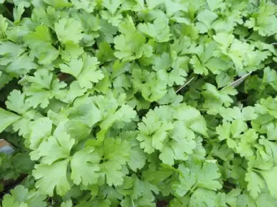 Petroselinum crispum (French Parsley) - image 2