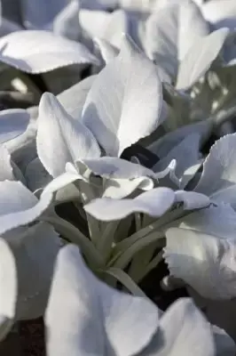 SENECIO 'Angel Wings' - image 2