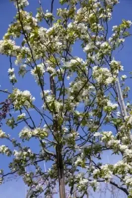 MALUS baccata 'Street Parade' - image 2