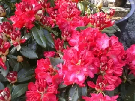RHODODENDRON 'Half Dan Lem'
