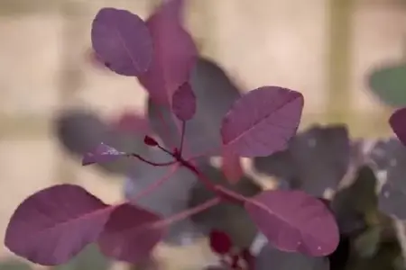 COTINUS coggygria 'Dusky Maiden' - image 3