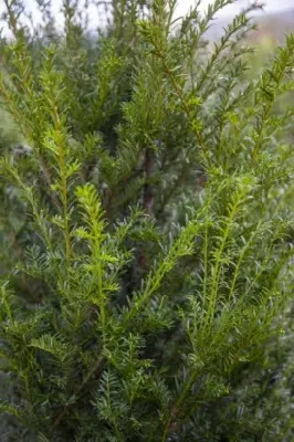 TAXUS baccata - image 2