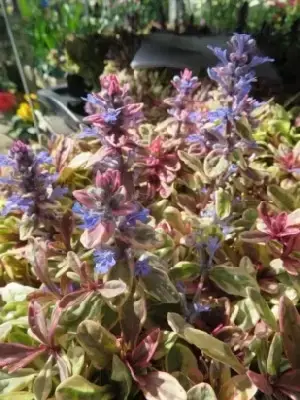 AJUGA tenorii 'Princess Nadia' - image 2