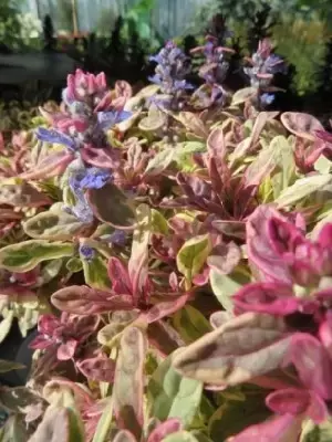 AJUGA tenorii 'Princess Nadia' - image 3