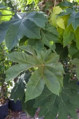 TETRAPANAX papyrifer 'Rex' - image 2
