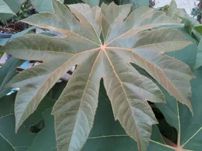 TETRAPANAX papyrifer 'Rex' - image 3