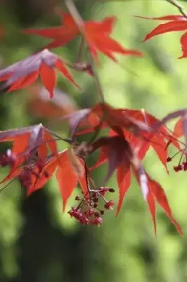 ACER palmatum 'Bloodgood' - image 2