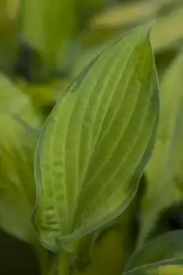 HOSTA 'Paul's Glory' - image 3