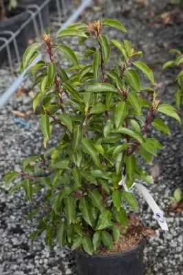 PRUNUS lusitanica 'Myrtifolia' - image 1