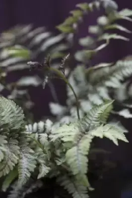 ATHYRIUM niponicum 'Red Beauty' - image 2