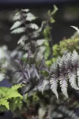 ATHYRIUM niponicum 'Red Beauty' - image 3