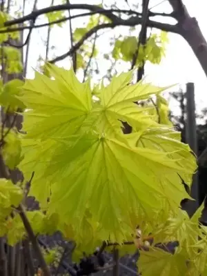 ACER platanoides 'Princeton Gold' - image 1