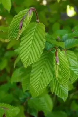 CARPINUS betulus 'Orange Retz' - image 3